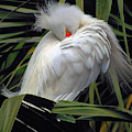 Catching the Red Eye Photograph by Michael Allard Catching the Red Eye Photograph by Michael Allard