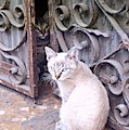 Cats Photograph by Thomas Schroeder Cats Photograph by Thomas Schroeder