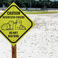 Caution Sign - Least Tern Breeding Area Photograph by Susan Rissi Tregoning Caution Sign - Least Tern Breeding Area Photograph by Susan Rissi Tregoning