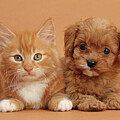 Cavapoo Puppy And Ginger by Mark Taylor / Naturepl.com