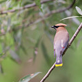 Cedar Waxwing 2019-1 by Thomas Young Cedar Waxwing 2019-1 by Thomas Young