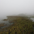 Charleston Fog - Wando River Photograph by Dale Powell Charleston Fog - Wando River Photograph by Dale Powell