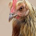 Chicken Face 4 by Christy Garavetto