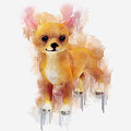 Chihuahua Art by Ian Mitchell Chihuahua Art by Ian Mitchell