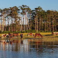 chincoteague Island ponies Photograph by Louis Dallara chincoteague Island ponies Photograph by Louis Dallara