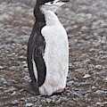 Chinstrap Penguin Portrait by Alan M Hunt by Alan M Hunt
