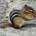 Chipmunk Eating a Grape Photograph by Linda Stern Chipmunk Eating a Grape Photograph by Linda Stern