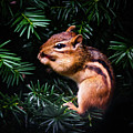 Chipmunk in My Backyard by Randy J Heath Chipmunk in My Backyard by Randy J Heath