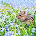 Chipmunk on flowers Photograph by Top Wallpapers Chipmunk on flowers Photograph by Top Wallpapers