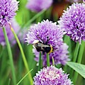CHORLEY. Picnic In The Park. Bee In The Chives. Photograph by Lachlan Main CHORLEY. Picnic In The Park. Bee In The Chives. Photograph by Lachlan Main