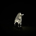 Christmas At The Living Desert Zoo - Zebra by Colleen Cornelius Christmas At The Living Desert Zoo - Zebra by Colleen Cornelius