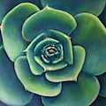 Clarity Heart Center Series by Shannon Grissom Clarity Heart Center Series by Shannon Grissom