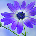 Classic Senetti Photograph by Terence Davis Classic Senetti Photograph by Terence Davis