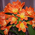 Clivia Blossoms Photograph by Nancy Ayanna Wyatt Clivia Blossoms Photograph by Nancy Ayanna Wyatt