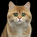 Close-up portrait of Golden British Cat with green eyes Photograph by Sergey Taran Close-up portrait of Golden British Cat with green eyes Photograph by Sergey Taran