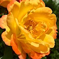 Floribunda Rose Photograph by Dejan Jovanovic Floribunda Rose Photograph by Dejan Jovanovic