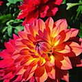 Dahlia Flower Photograph by Dejan Jovanovic Dahlia Flower Photograph by Dejan Jovanovic