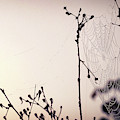 Cob Webbed Photograph by Michelle Wermuth Cob Webbed Photograph by Michelle Wermuth