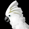 Cockatoo Alba Photograph by Sergey Taran Cockatoo Alba Photograph by Sergey Taran