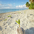 Coconut Sprout Photograph by Becqi Sherman Coconut Sprout Photograph by Becqi Sherman