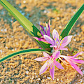 Colchicum Ritchi Photograph by Benny Woodoo Colchicum Ritchi Photograph by Benny Woodoo