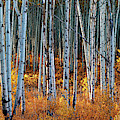 Colorado Autumn Wonder Panorama Photograph by OLena Art Colorado Autumn Wonder Panorama Photograph by OLena Art