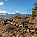 Colorado path Photograph by Dmdcreative Photography Colorado path Photograph by Dmdcreative Photography