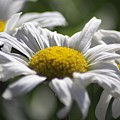 Colorful Blooming Daisies 004 by Mrsroadrunner Photography Colorful Blooming Daisies 004 by Mrsroadrunner Photography