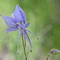 Columbine details Photograph by Susie Rieple Columbine details Photograph by Susie Rieple