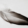 Comfort Photograph by Michelle Wermuth Comfort Photograph by Michelle Wermuth