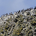 Common Murres and pelagic cormorant Photograph by Steve Estvanik