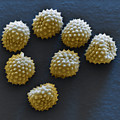 Common Ragweed Photograph by Meckes/ottawa Common Ragweed Photograph by Meckes/ottawa