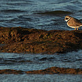 Common Ringed Plover Charadrius hiaticula La Caleta Beach Cadiz Photograph by Pablo Avanzini Common Ringed Plover Charadrius hiaticula La Caleta Beach Cadiz Photograph by Pablo Avanzini