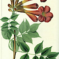 Common Trumpet Flower Drawing by Unknown Common Trumpet Flower Drawing by Unknown