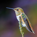 Contemplation II - Rufous Hummingbird Photograph by Briand Sanderson Contemplation II - Rufous Hummingbird Photograph by Briand Sanderson
