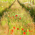 Converging tracks in a flower meadow Photograph by Simon Bratt Converging tracks in a flower meadow Photograph by Simon Bratt