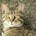 Cool Farm Cat Photograph by Holden The Moment Cool Farm Cat Photograph by Holden The Moment