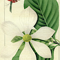 Cornus Nuttallii Drawing by Unknown Cornus Nuttallii Drawing by Unknown