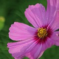 Cosmos In The Garden by Mrsroadrunner Photography Cosmos In The Garden by Mrsroadrunner Photography