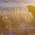 Cow and Calf 01 Photograph by Rob Graham
