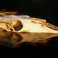 Cow Skull 003 Photograph by Rob Graham Cow Skull 003 Photograph by Rob Graham