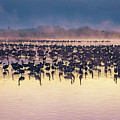 Cranes At Dawn by Liran Eisenberg Cranes At Dawn by Liran Eisenberg