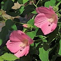 Crimson-eyed Rosemallows DSMF0110 Photograph by Gerry Gantt Crimson-eyed Rosemallows DSMF0110 Photograph by Gerry Gantt