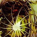 Curam Solis Digital Art by Callie E Austin Curam Solis Digital Art by Callie E Austin