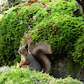 Curious squirrel Pyrography by Magnus Haellquist Curious squirrel Pyrography by Magnus Haellquist