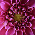 Curled Up Photograph by Michelle Wermuth Curled Up Photograph by Michelle Wermuth