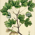 Currant Leaved Maple Drawing by Unknown Currant Leaved Maple Drawing by Unknown