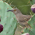 Curve-billed Thrasher, Cochise County Arizona by Doug Herr Curve-billed Thrasher, Cochise County Arizona by Doug Herr