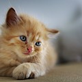 Cute orange kitty Photograph by Top Wallpapers Cute orange kitty Photograph by Top Wallpapers