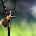 Cutie Pie Photograph by Michelle Wermuth Cutie Pie Photograph by Michelle Wermuth